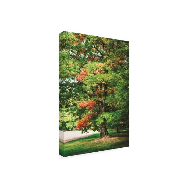 Philippe Sainte Laudy 'Oak Forest' Canvas Art,22x32
